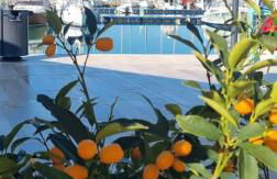 Monolocale in vicolo storico Gin Tonic Lemon - Foto 1