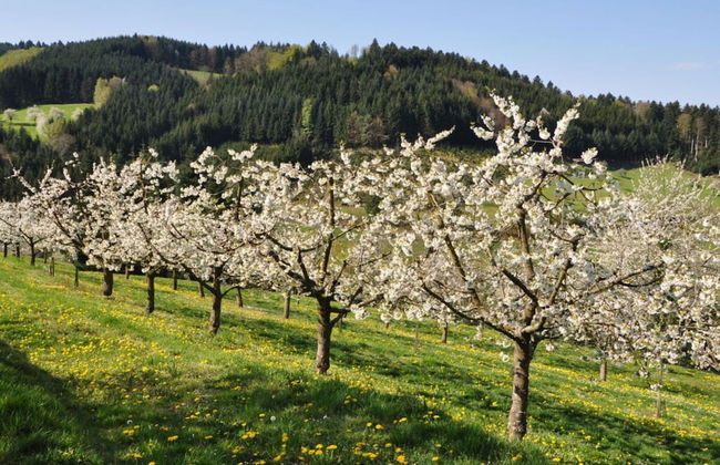 Apartment on the Isenmann Fruit Farm - Foto 21