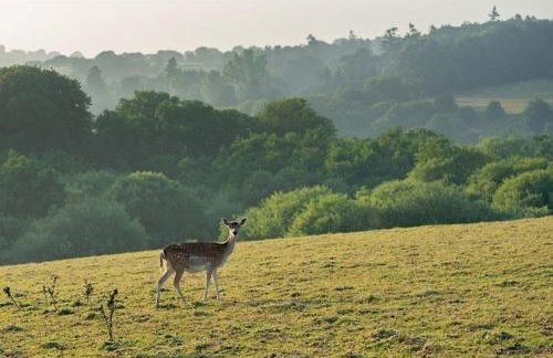 Swan Landing - Photo 18