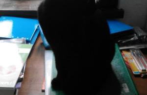 Casa Ramonda - Foto 13