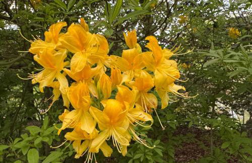 Apartment GNUBBEL am Wald - Foto 24