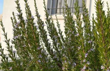 Trulli Enjoy - Foto 50