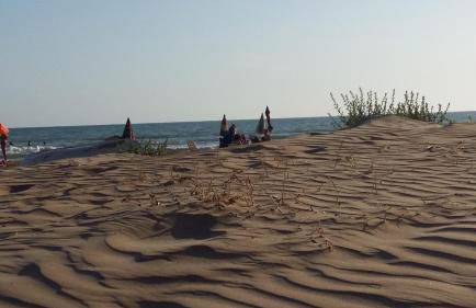 Hibiscus Rosso - Foto 25