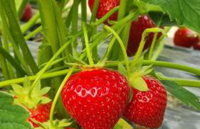 Gite du soleil levant - Foto 22