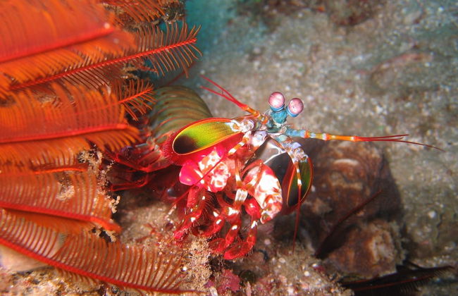 Coral Divers - Foto 16