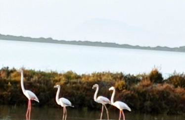 Apartamento Illa Blanca - Foto 16