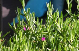 AzuRoMarin - Foto 61