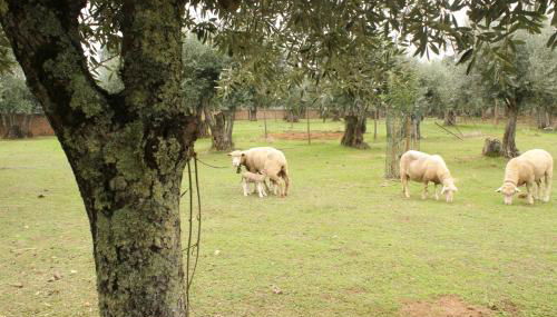 ADOBE TYPICAL COTTAGE - Foto 4