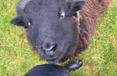 Unique luxurious cabin on sea view working croft - Photo 29