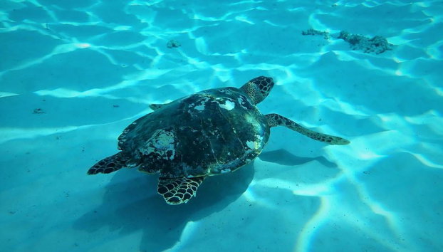 Similan Khaolak Tour - Photo 4