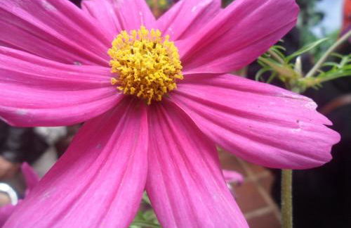 El patio azul Bohemio Mágico - Foto 46