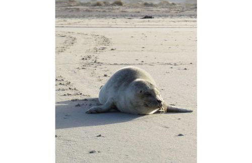 Duenem-Odde-OG-li - Foto 19