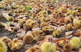 Tana della Lavanda - Photo 77