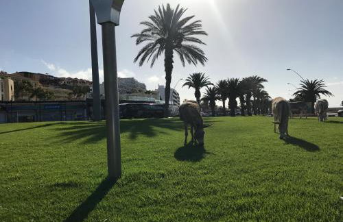 Holamigos Morro Jable - Foto 42