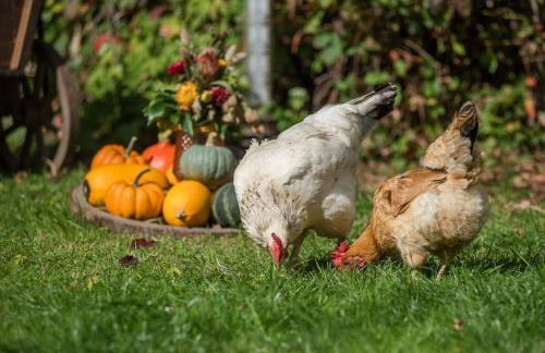 Ferienwohnung Kutscherstube - Foto 21