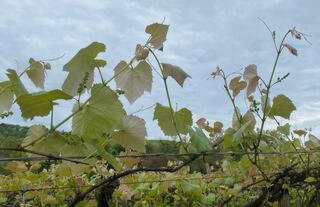 Casa, sítio, aconchegante no Vale dos Vinhedos. - Foto 11