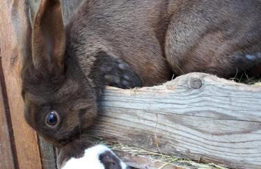 Familienfreundlich Wohnen im Miriquitdi Erzgebirge - Foto 9