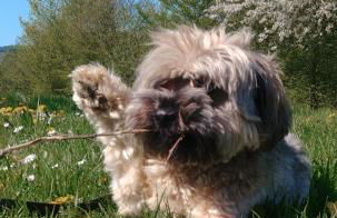 Ferienhaus Moselglück - Foto 32