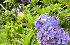 Chalés Flor do Caparaó em Patrimonio da Penha - Foto 44