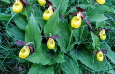 El Estacho de Panticosa - Photo 31