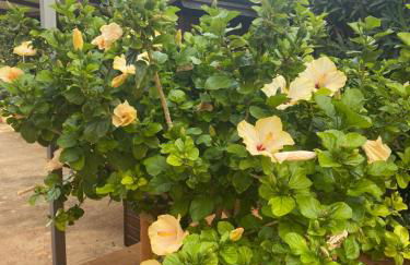 Villa Verabetta - Foto 76