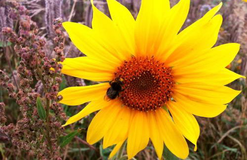 Villa Waldallee - Ferienwohnung (holidayhome) 84qm - Foto 46