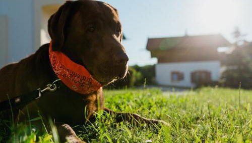 Ferienhaus im Landhausstil im Vital Camp Bayerbach - Foto 5