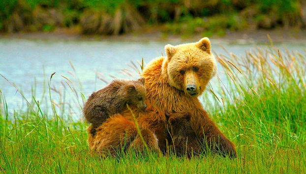Clark Lake Plane Trip from Kenai + Bear Watching - Foto 4