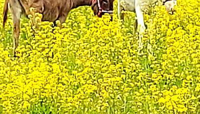 AGRITURISMO AZIENDA AGRICOLA FERRARI M.RITA - Foto 3