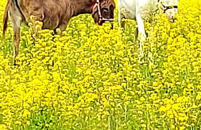 AGRITURISMO AZIENDA AGRICOLA FERRARI M.RITA - Photo 3