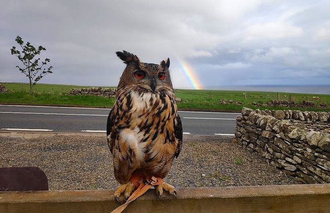 Bespoke Hand Built Shepherds Hut in Dunbeath - Foto 35