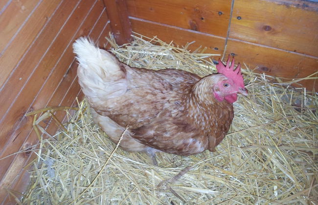 Casale Della Pergola With Cottage Sugarcane Pool - Foto 38