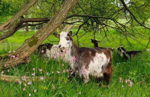 Gite de charme à Guipry Messac - Foto 26