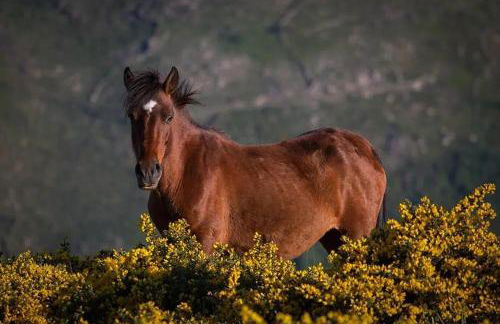Casa das Falagueiras - Foto 38