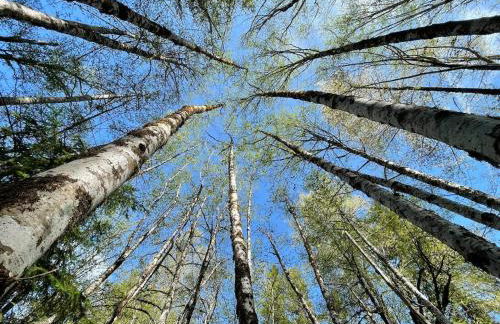 Mt Rainier Little Green Cabin On Big Creek! - Foto 32
