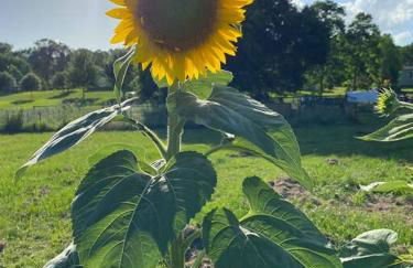 Cabin 2 - steps from the river! - Foto 18