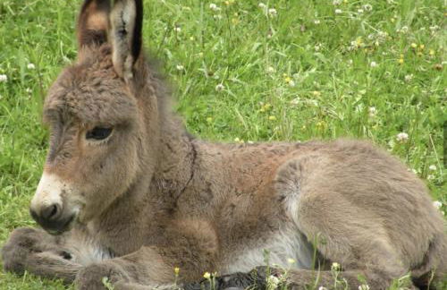 Bienvenue à la ferme - Foto 13