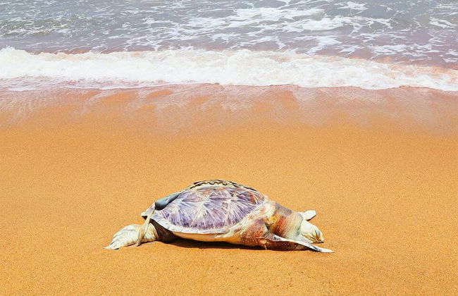 Swan White Villa - Foto 12