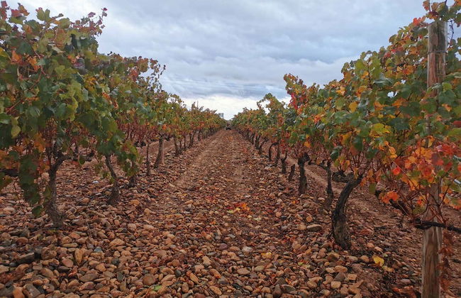 Visita di Vinos Heraclio Alfaro - Foto 4