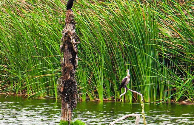 Pantanos de Villa Day Trip - Foto 8