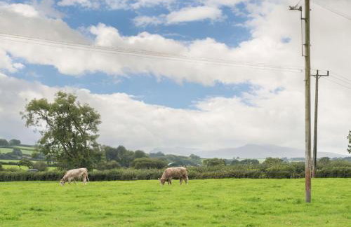 Y Cartws Cardigan - Foto 13