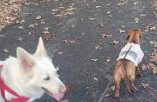 Żurawisko - Domki wśród natury - Foto 65