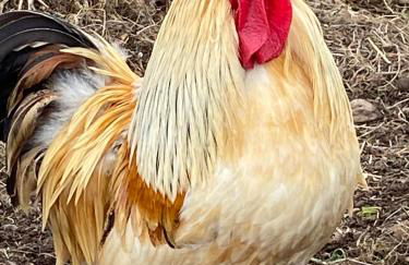 Redroofs by the Woods - Foto 25