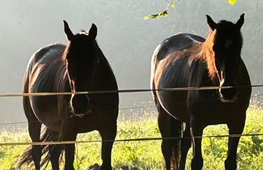 Les Maisons de Marie - Foto 62