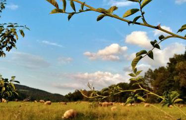 Owczarnia Agroturystyka Ekologiczne Gospodarstwo Owczarskie - Foto 51