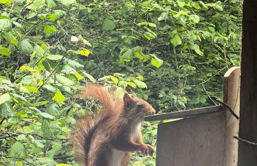 Ferienhaus Hörnchen - Photo 30
