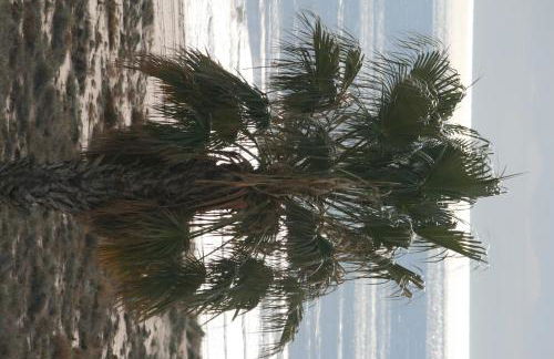 Las Minvas Playa - Photo 31