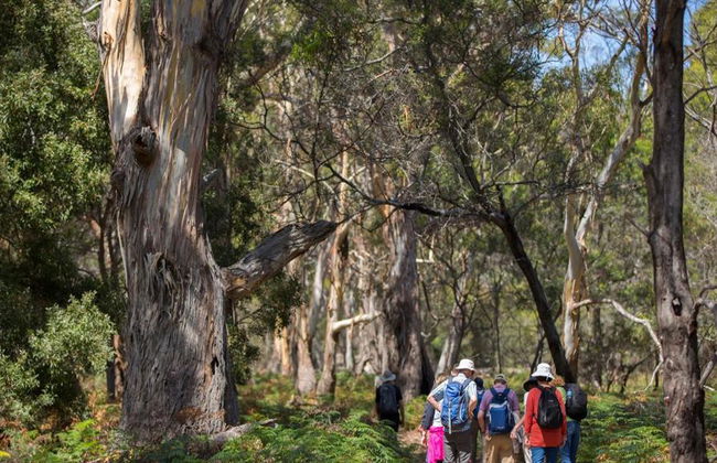 Maria Island National Park Tour - Foto 7