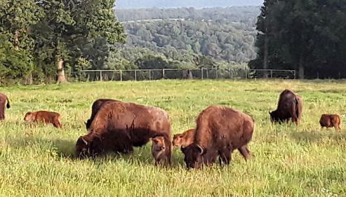 Cozy Cabin with Spa and Picnic Space in Marshall, Arkansas - Foto 4