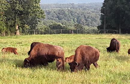 Cozy Cabin with Spa and Picnic Space in Marshall, Arkansas - Foto 4